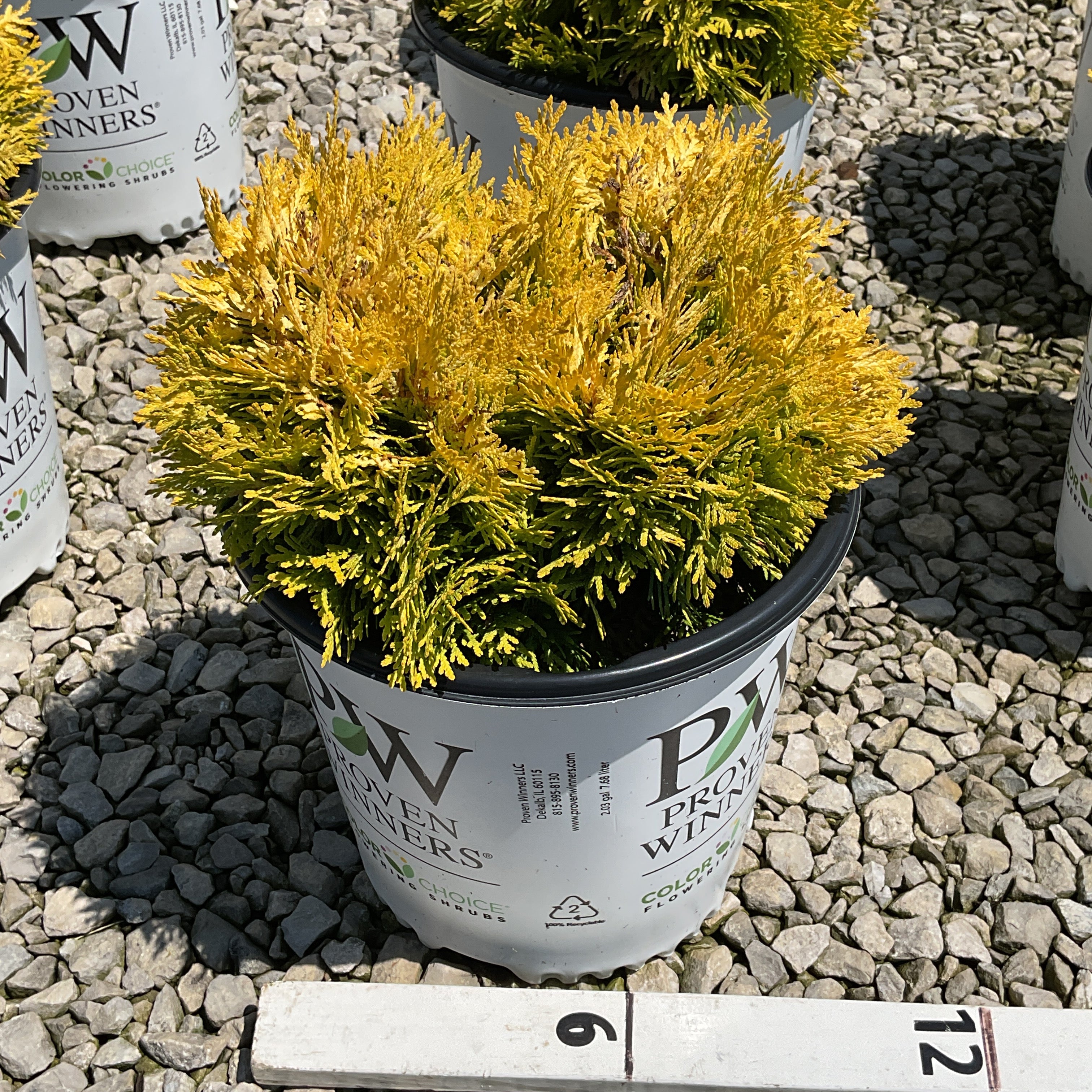 Anna's Magic Ball Arborvitae in a #2 container showing dense golden-yellow foliage in a nursery setting.