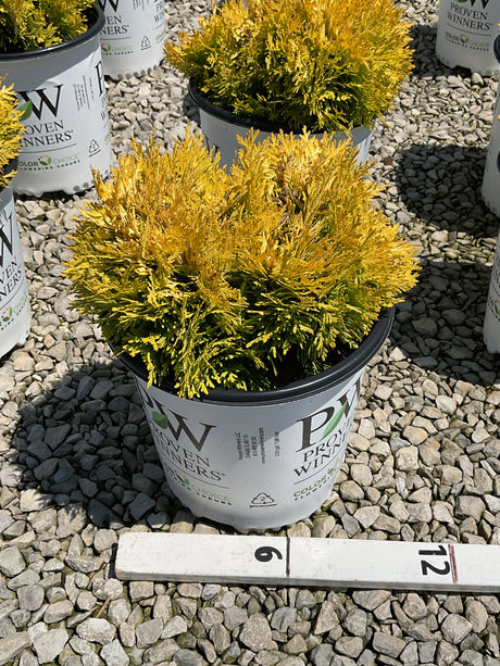 Anna's Magic Ball Arborvitae in a #2 container showing dense golden-yellow foliage in a nursery setting.