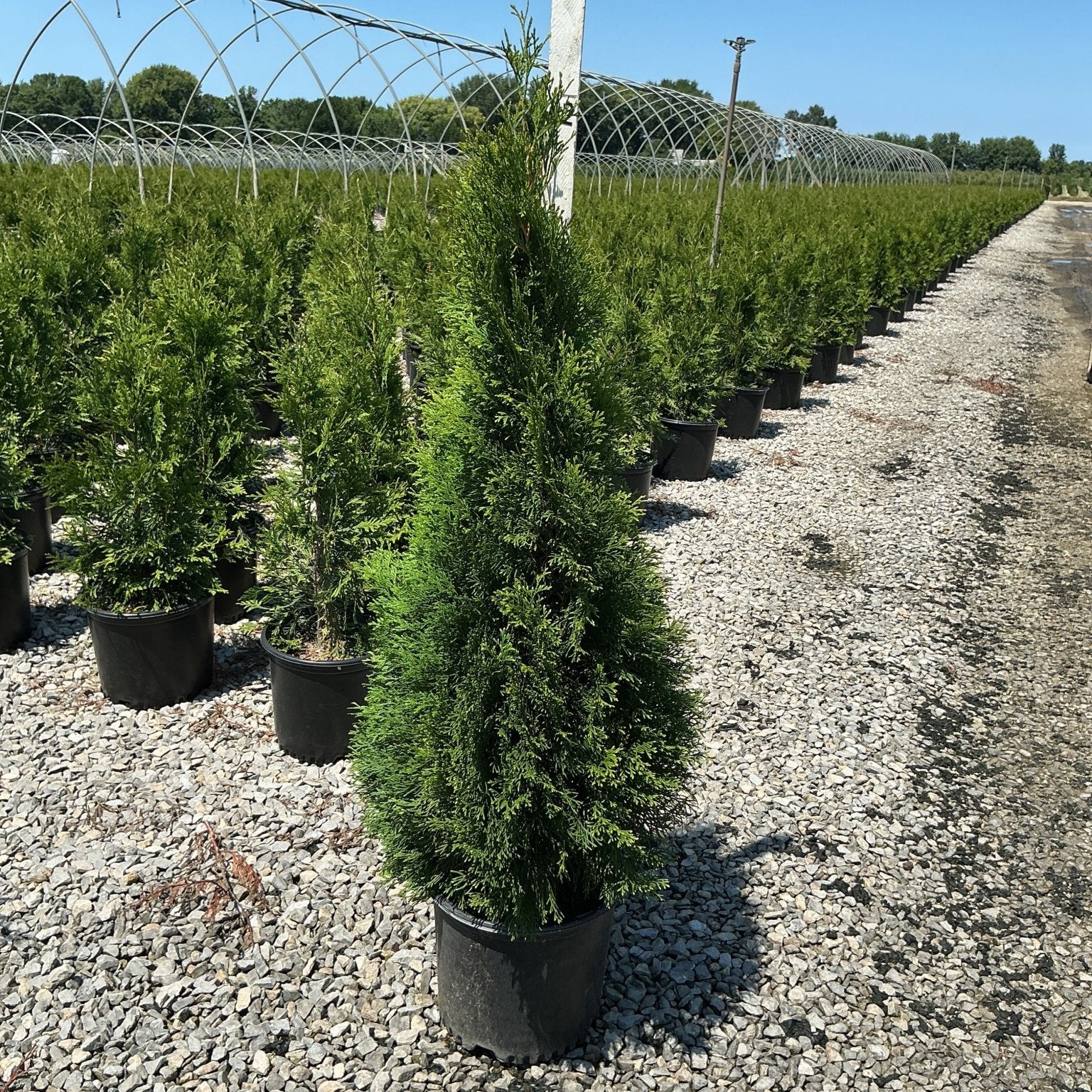 Emerald Green Arborvitae in black nursery containers lined in rows at a growing facility, showing narrow columnar habit.