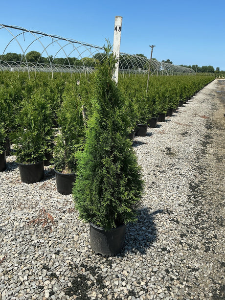 Emerald Green Arborvitae in black nursery containers lined in rows at a growing facility, showing narrow columnar habit.