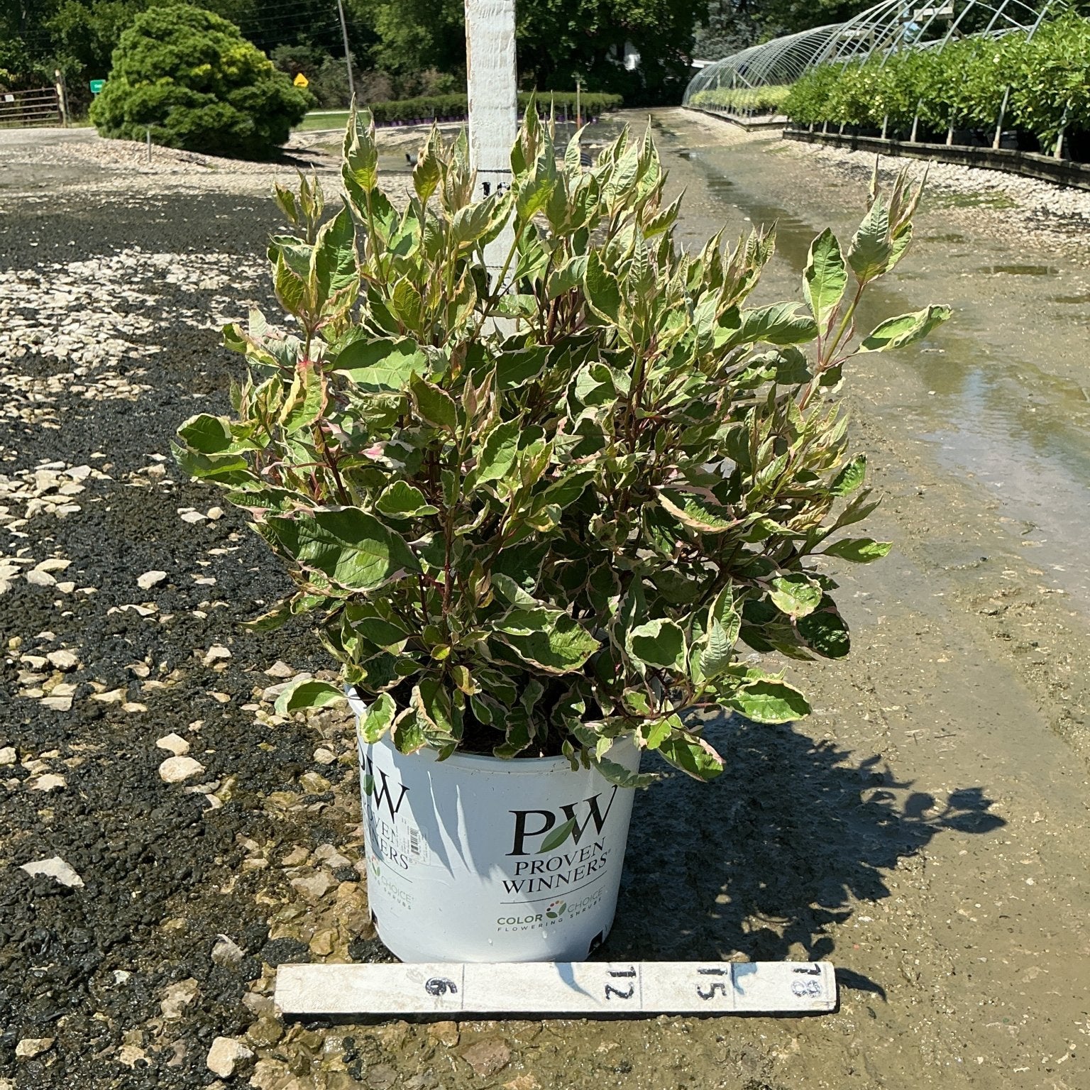 Sgt. Pepper Dogwood shrub in a Proven Winners #3 container showing variegated green and burgundy foliage at a nursery.