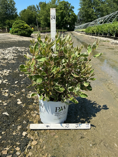 Sgt. Pepper Dogwood shrub in a Proven Winners #3 container showing variegated green and burgundy foliage at a nursery.