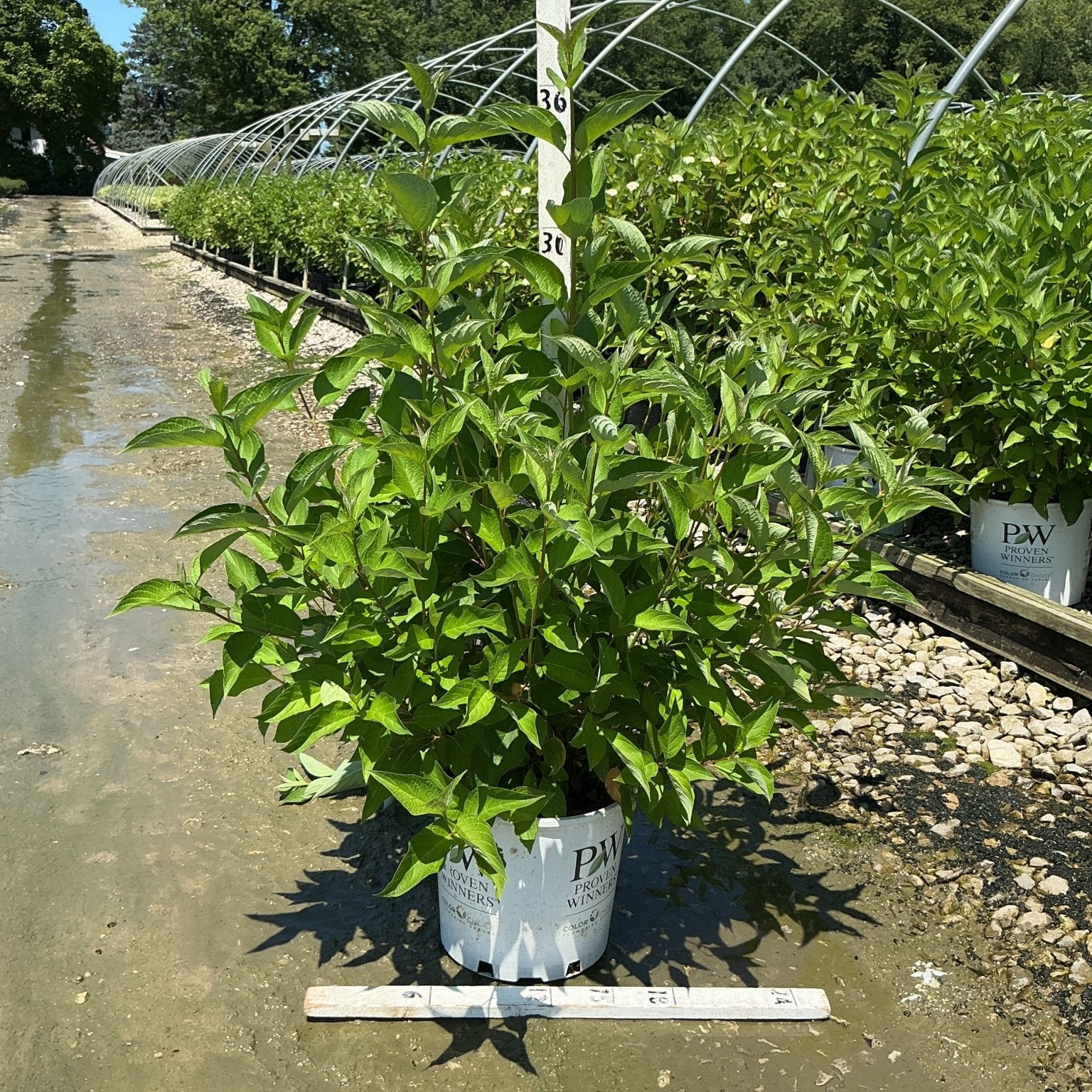 Arctic Fire Red Redosier Dogwood shrub in a #3 Proven Winners container, showing lush green foliage at a nursery.