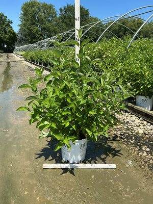 Arctic Fire Red Redosier Dogwood shrub in a #3 Proven Winners container, showing lush green foliage at a nursery.