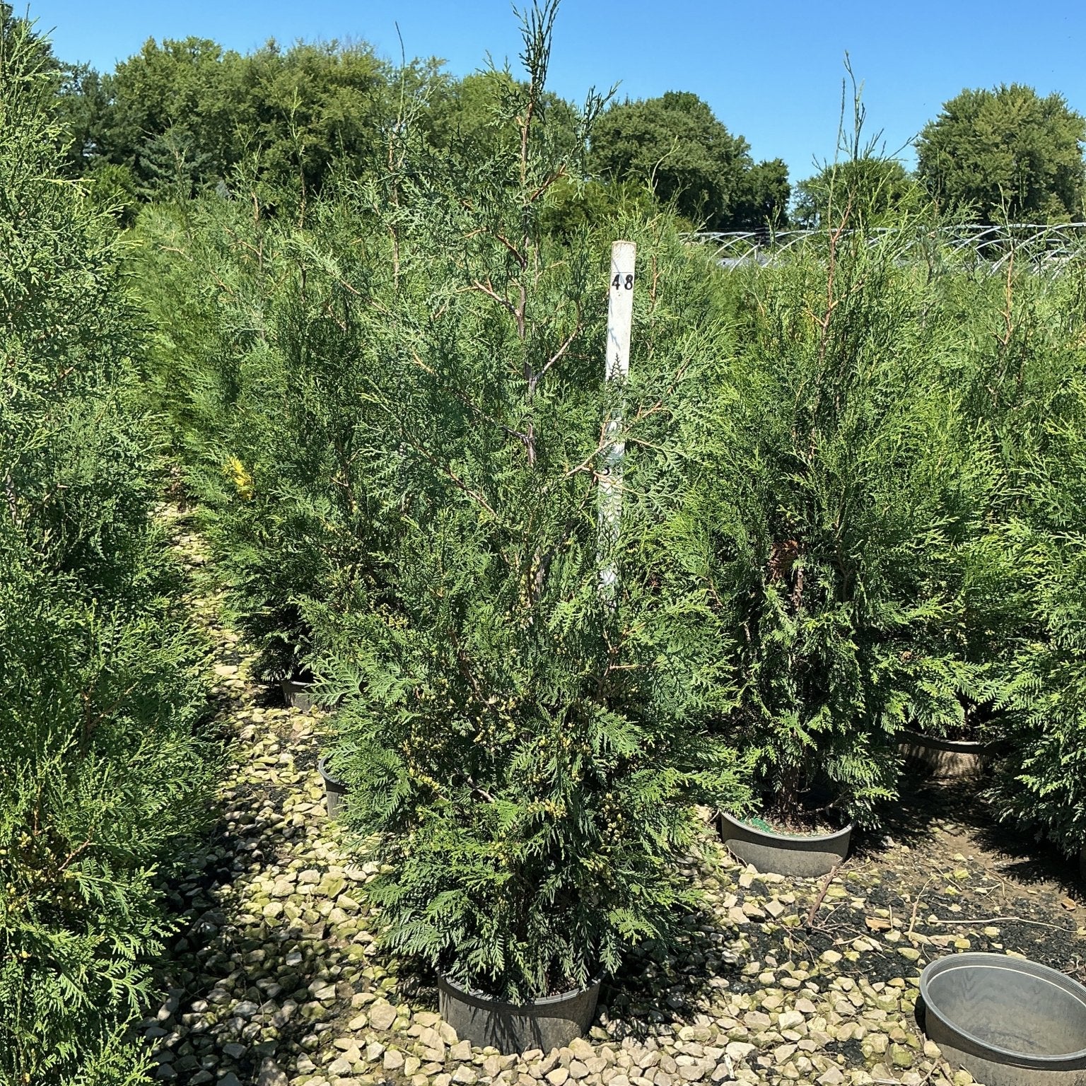 Full Speed A Hedge American Pillar Arborvitae trees in nursery containers on a gravel bed, showing tall columnar habit.