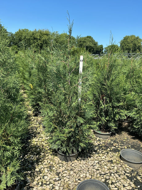 Full Speed A Hedge American Pillar Arborvitae trees in nursery containers on a gravel bed, showing tall columnar habit.