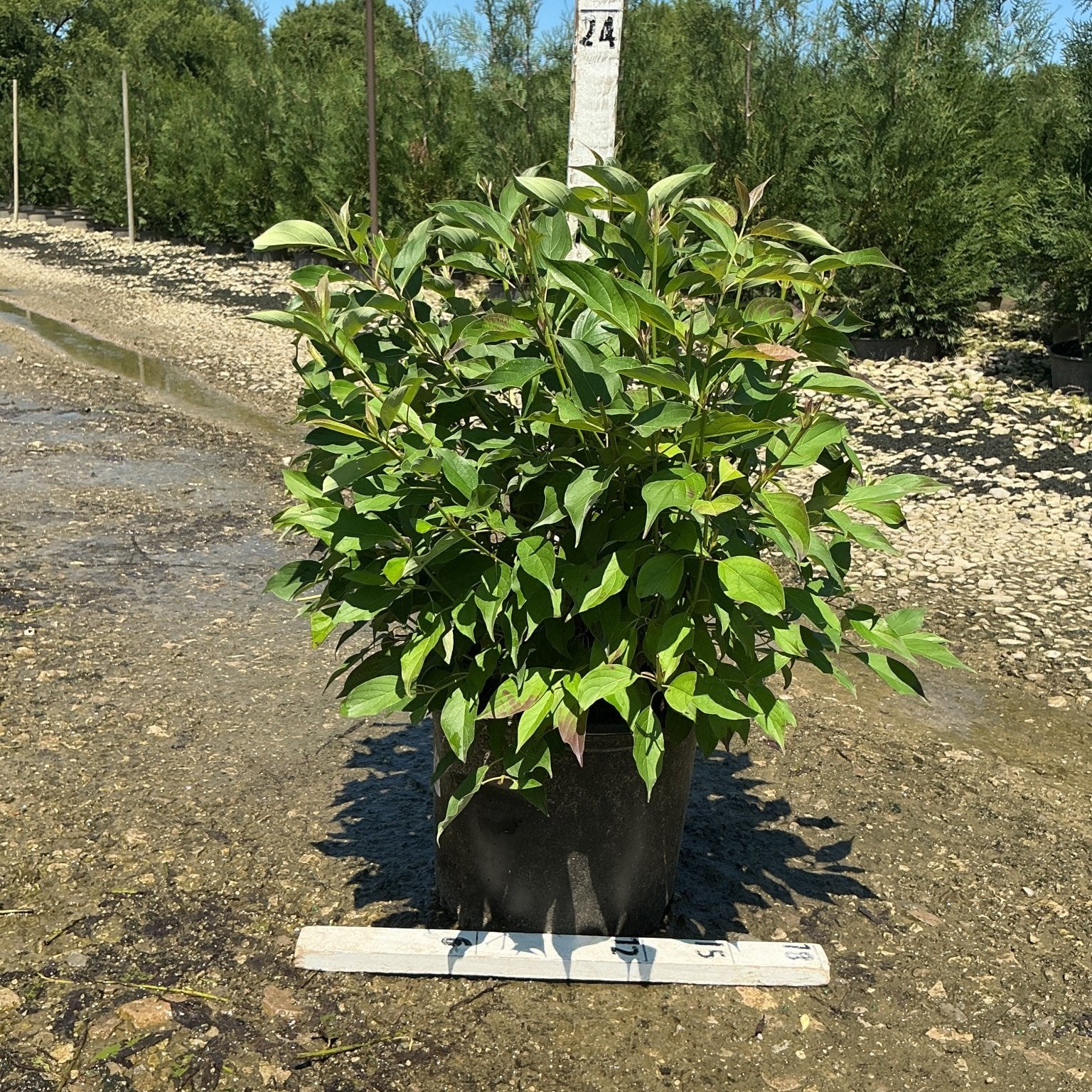Red Gnome Dogwood shrub in a #3 container at a nursery, showing dense green foliage on multi-stemmed upright growth.
