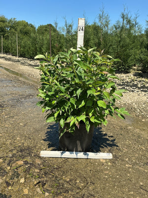 Red Gnome Dogwood shrub in a #3 container at a nursery, showing dense green foliage on multi-stemmed upright growth.