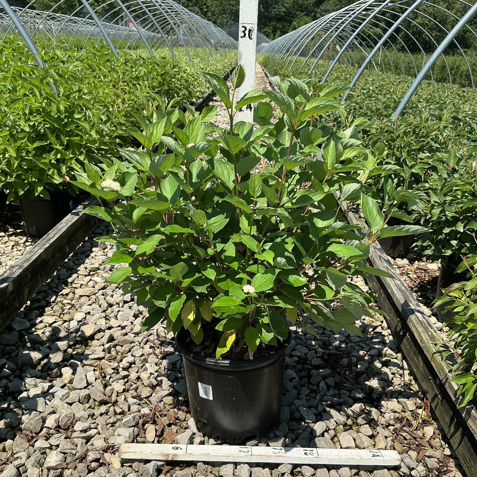 Bailey Red Twigged Dogwood shrub in a #3 container showing lush green foliage and small white blooms at a nursery.