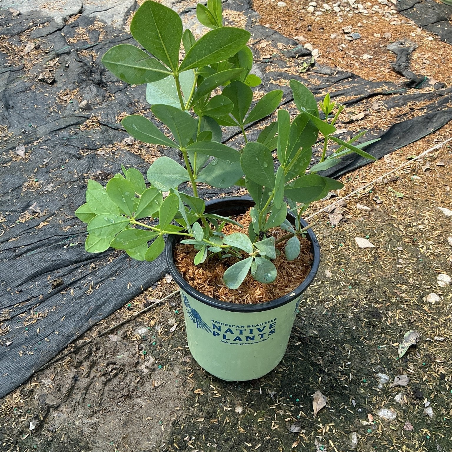 Blue False Indigo Baptisia australis young plant in a #1 container showing lush trifoliate green foliage.
