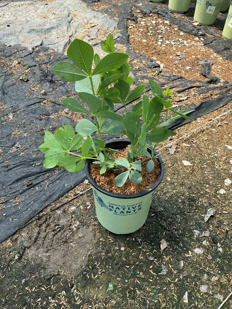 Blue False Indigo Baptisia australis young plant in a #1 container showing lush trifoliate green foliage.