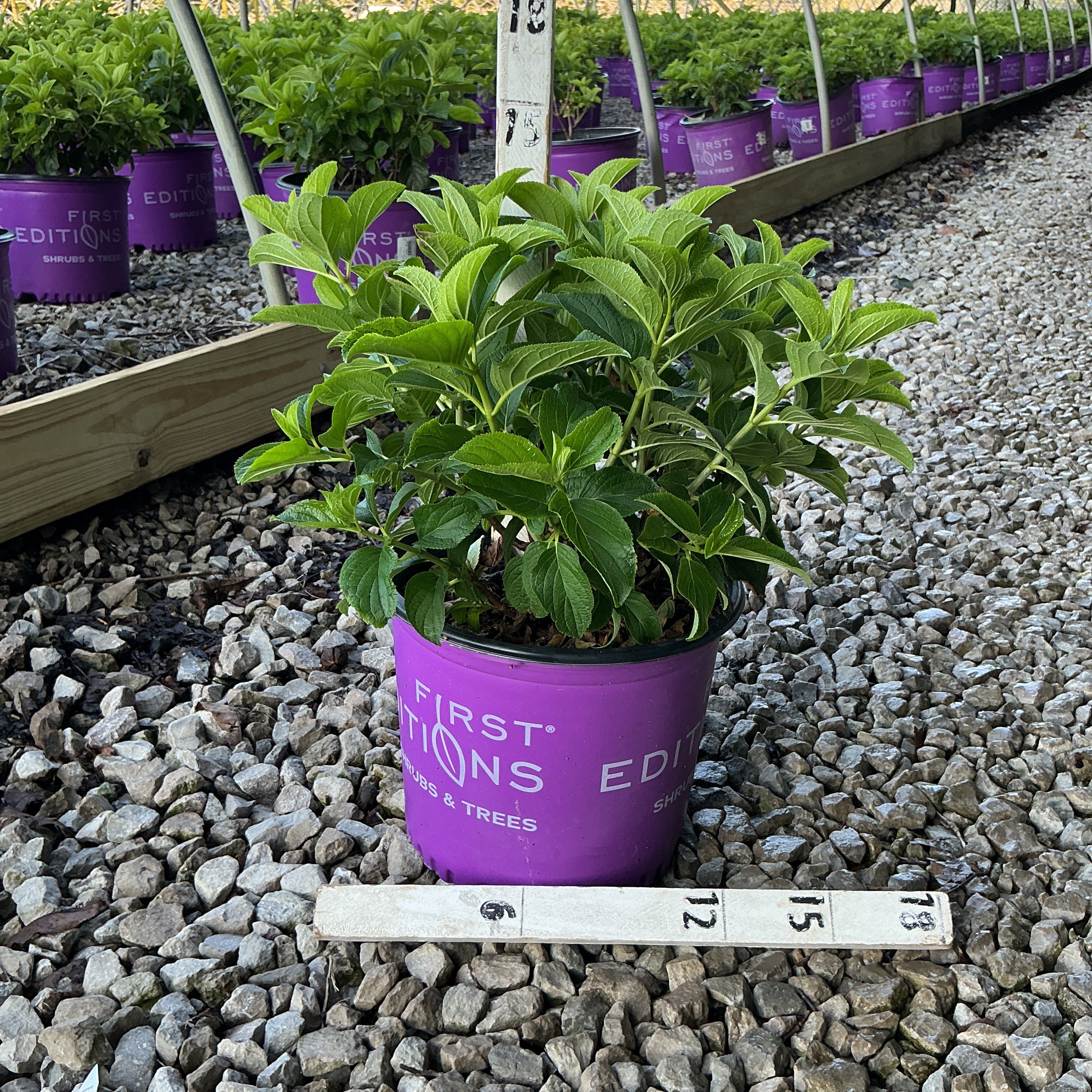 Little Hottie Hydrangea in a purple First Editions #3 container displayed on gravel in a greenhouse nursery row.