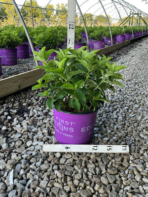 Little Hottie Hydrangea in a purple First Editions #3 container displayed on gravel in a greenhouse nursery row.