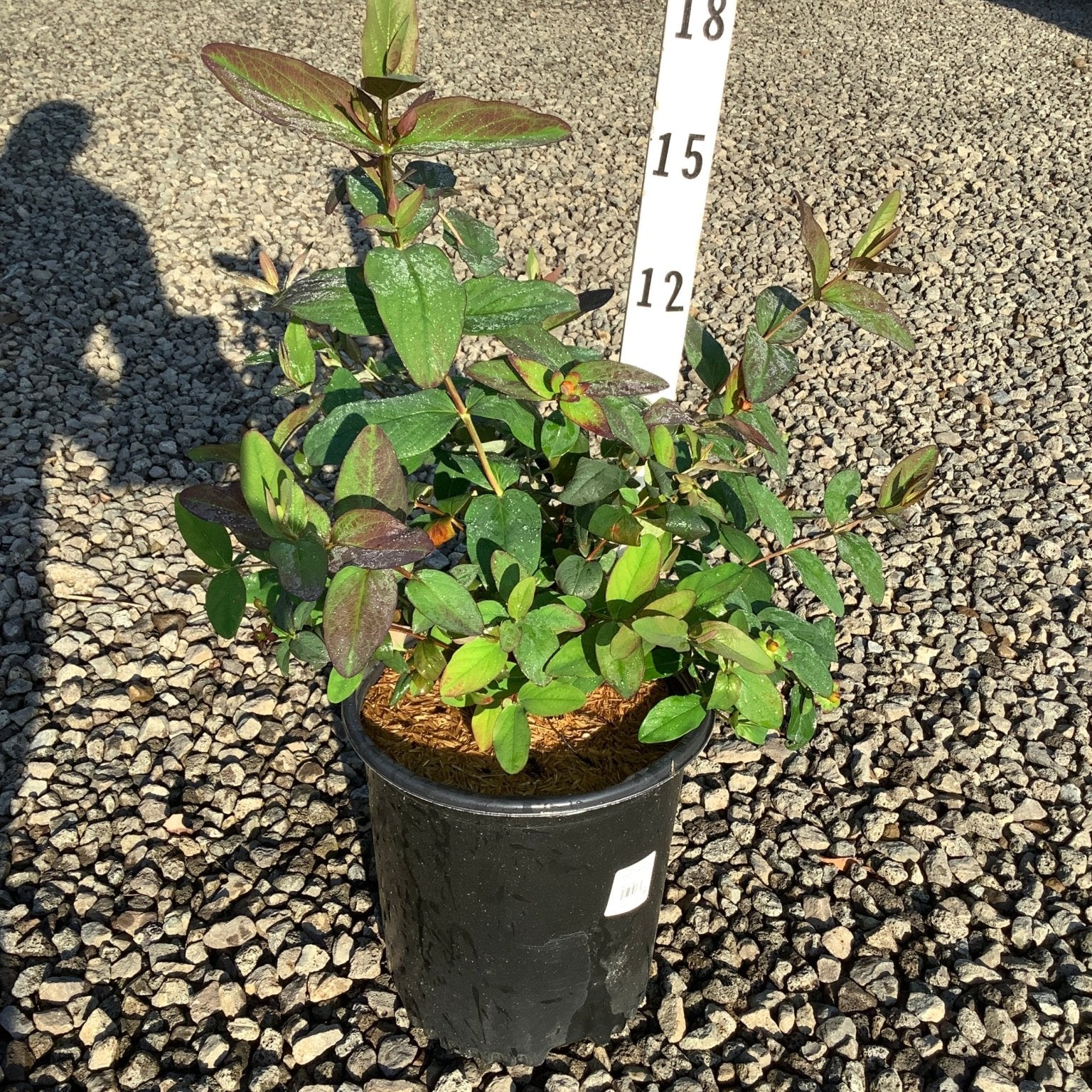 Albury Purple St. Johns Wort shrub in a #2 black nursery container showing deep green and burgundy foliage on a gravel surface.
