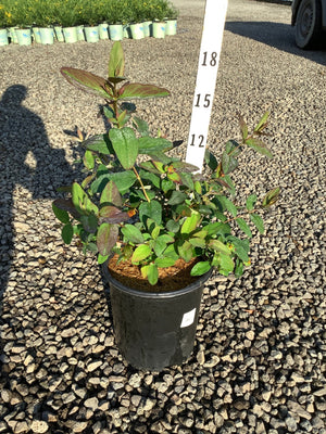 Albury Purple St. Johns Wort shrub in a #2 black nursery container showing deep green and burgundy foliage on a gravel surface.