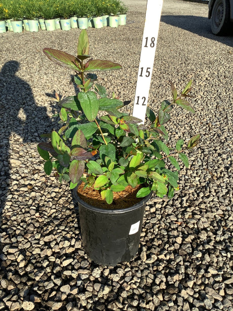 Albury Purple St. Johns Wort shrub in a #2 black nursery container showing deep green and burgundy foliage on a gravel surface.