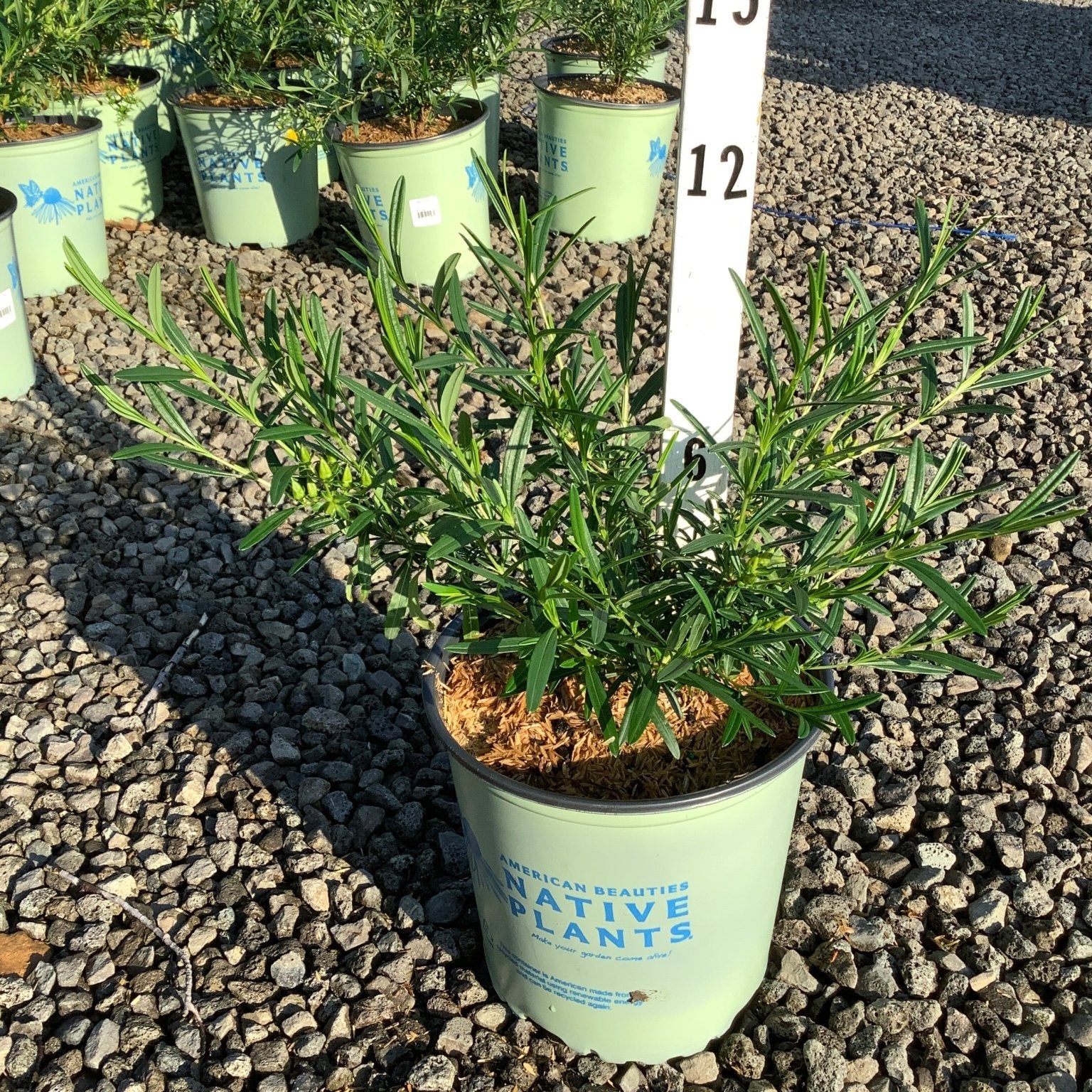 Hypericum kalmianum 'Gemo' St. Johns Wort shrub in a #2 nursery container with narrow green foliage at a plant nursery.