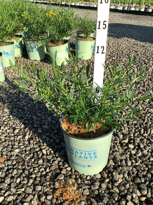 Hypericum kalmianum 'Gemo' St. Johns Wort shrub in a #2 nursery container with narrow green foliage at a plant nursery.