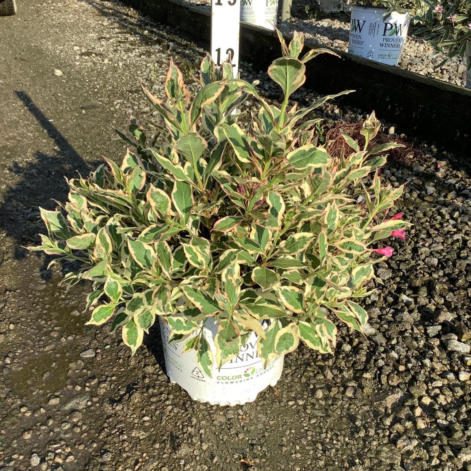 My Monet Sunset Weigela in a Proven Winners container showing creamy yellow and green variegated foliage with pink blooms.