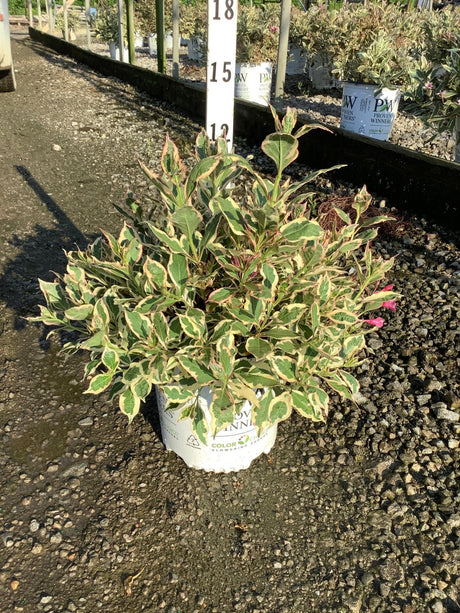 My Monet Sunset Weigela in a Proven Winners container showing creamy yellow and green variegated foliage with pink blooms.