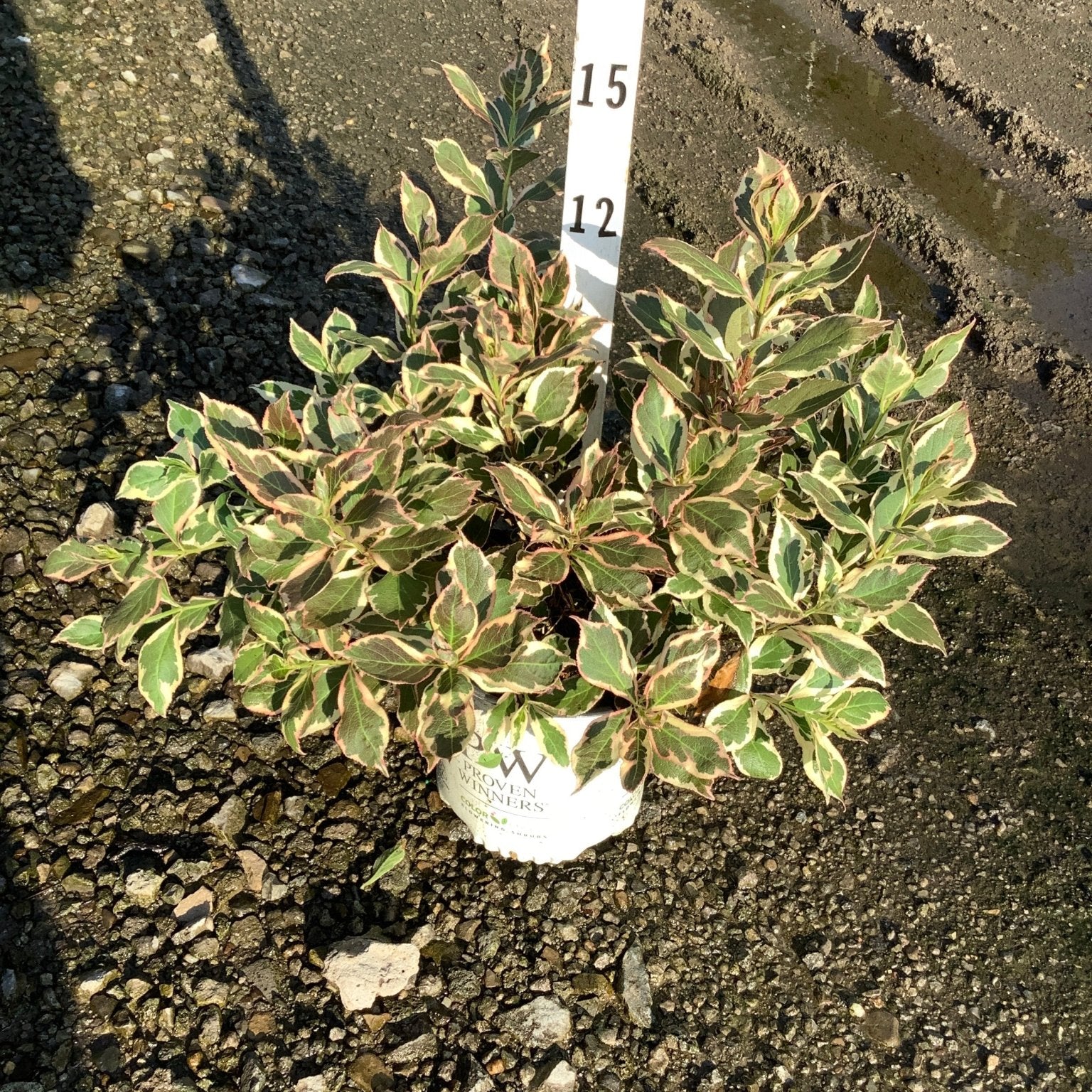 My Monet Sunset Weigela shrub in a Proven Winners container, showing variegated green, cream, and pink foliage with a height marker.