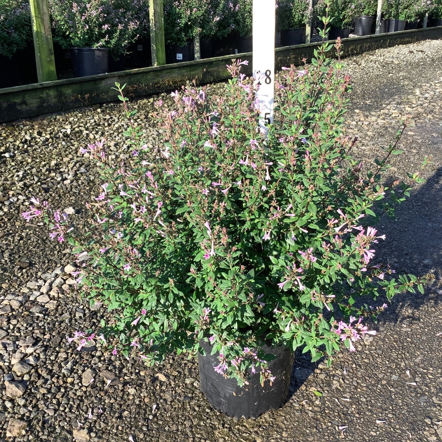 Leptodermis oblonga shrub covered in pink tubular blooms growing in a black nursery container on a gravel surface.