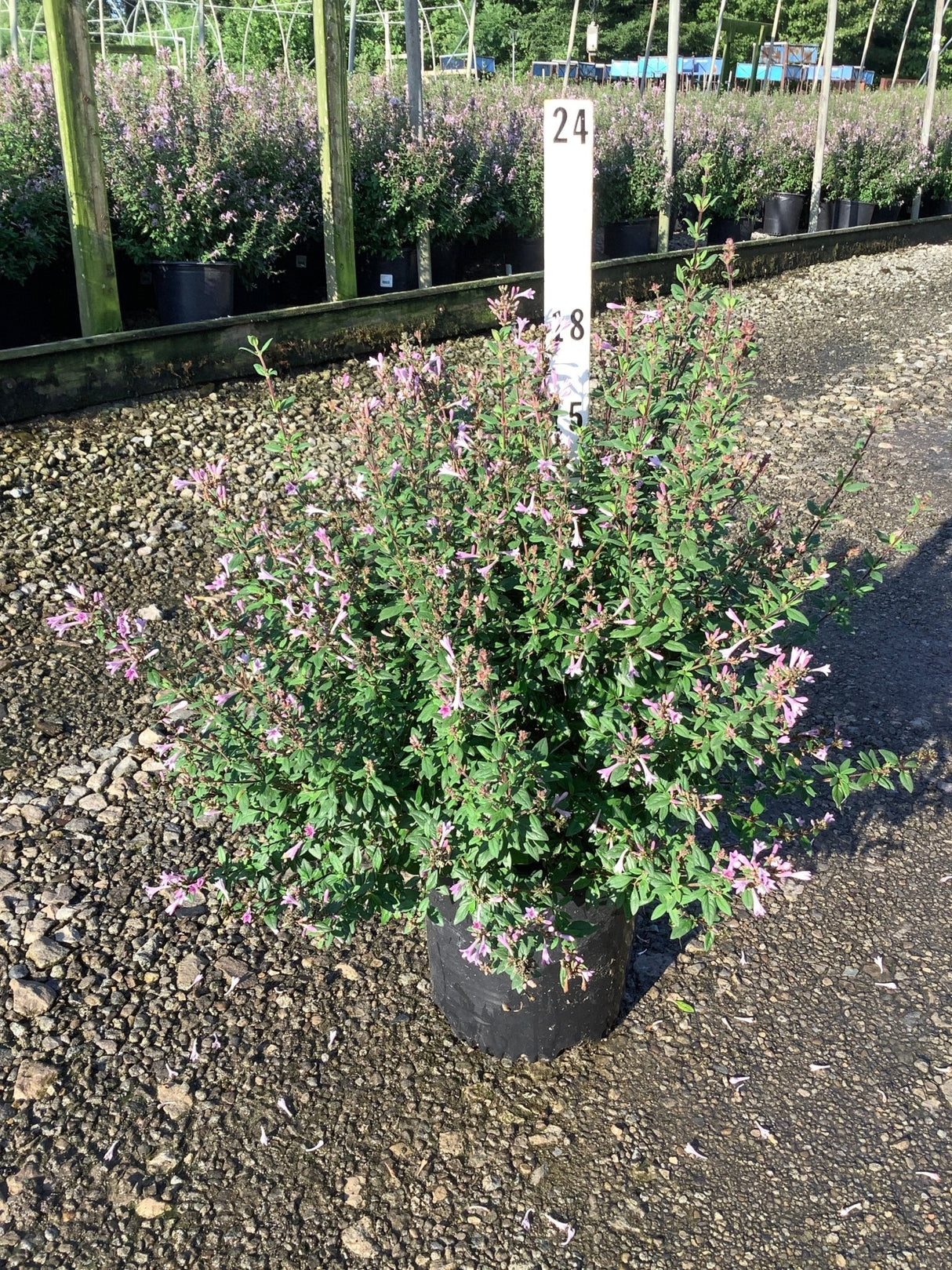 Leptodermis oblonga shrub covered in pink tubular blooms growing in a black nursery container on a gravel surface.