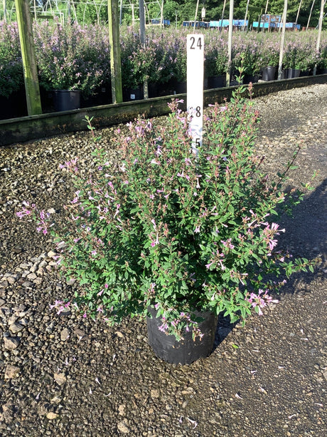 Leptodermis oblonga shrub covered in pink tubular blooms growing in a black nursery container on a gravel surface.