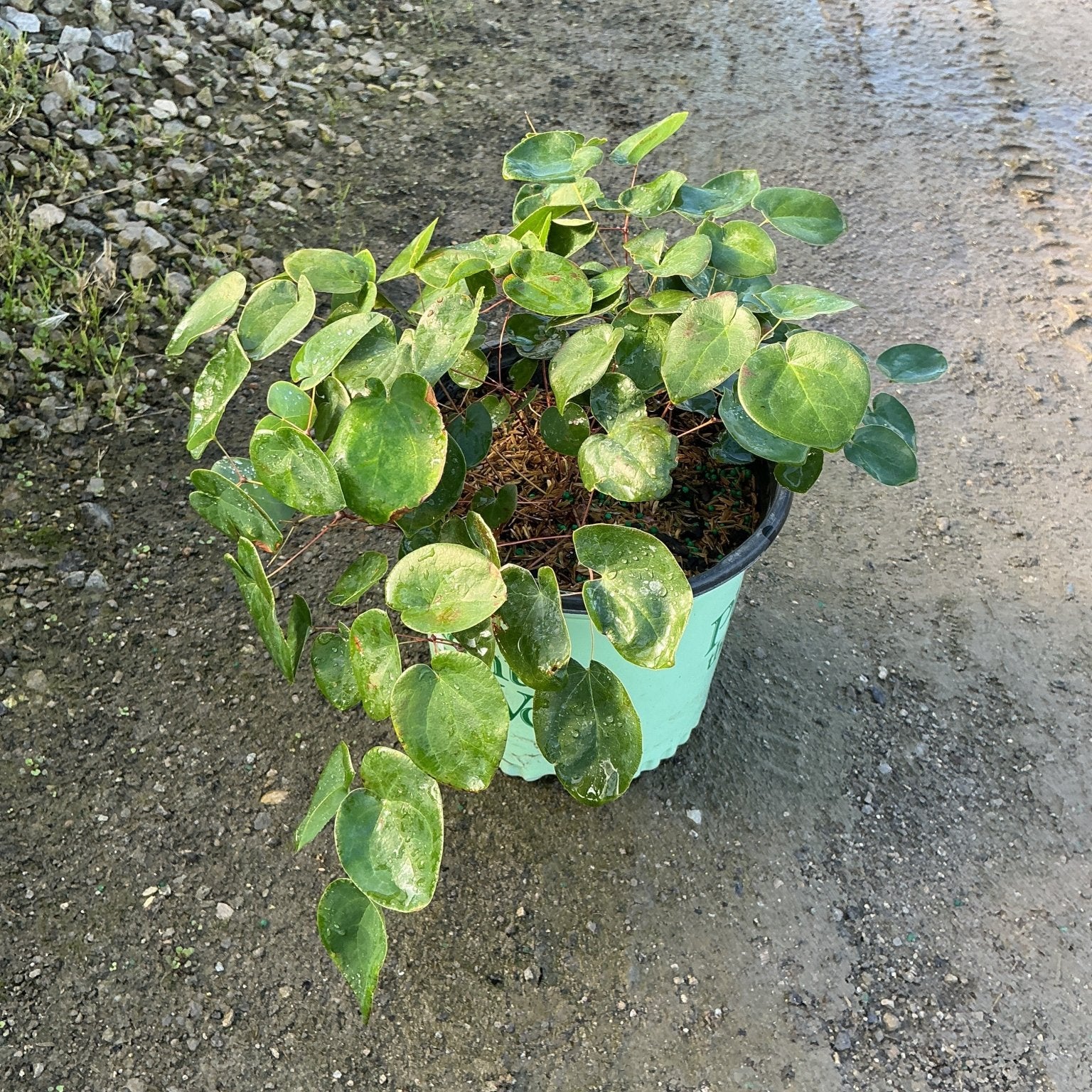 Bicolor Barrenwort Epimedium x versicolor Sulphureum in a #1 nursery container with lush green foliage.