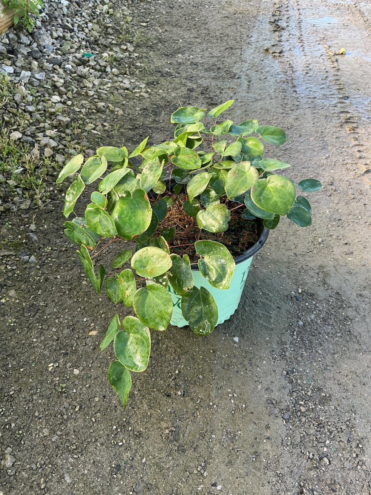 Bicolor Barrenwort Epimedium x versicolor Sulphureum in a #1 nursery container with lush green foliage.