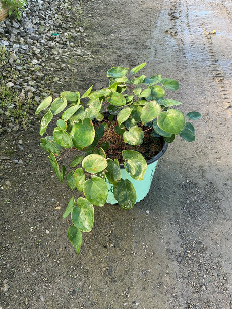 Bicolor Barrenwort Epimedium x versicolor Sulphureum in a #1 nursery container with lush green foliage.