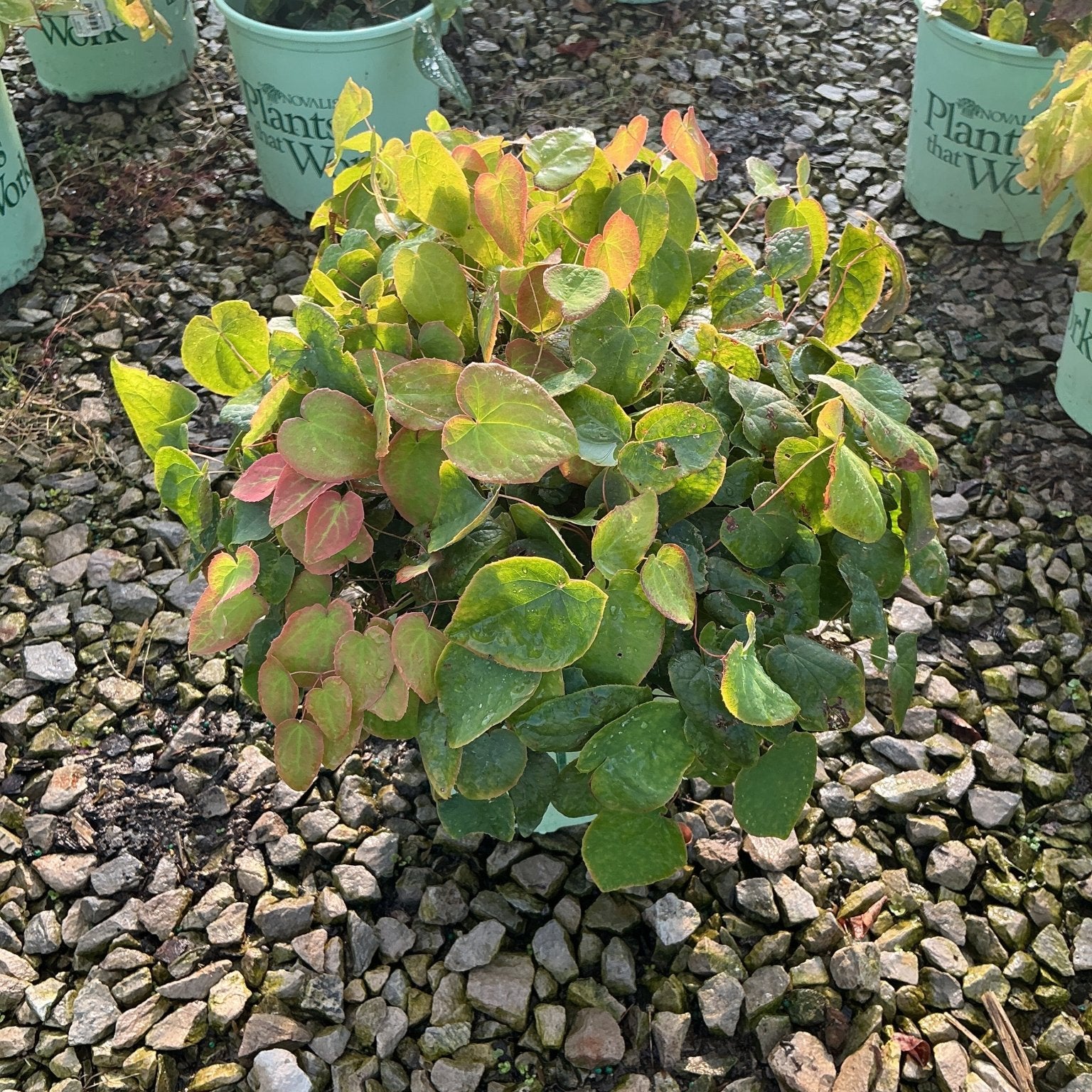 Red Barrenwort Epimedium x rubrum showing heart-shaped green and pink-tinged foliage in a #1 nursery container on gravel.