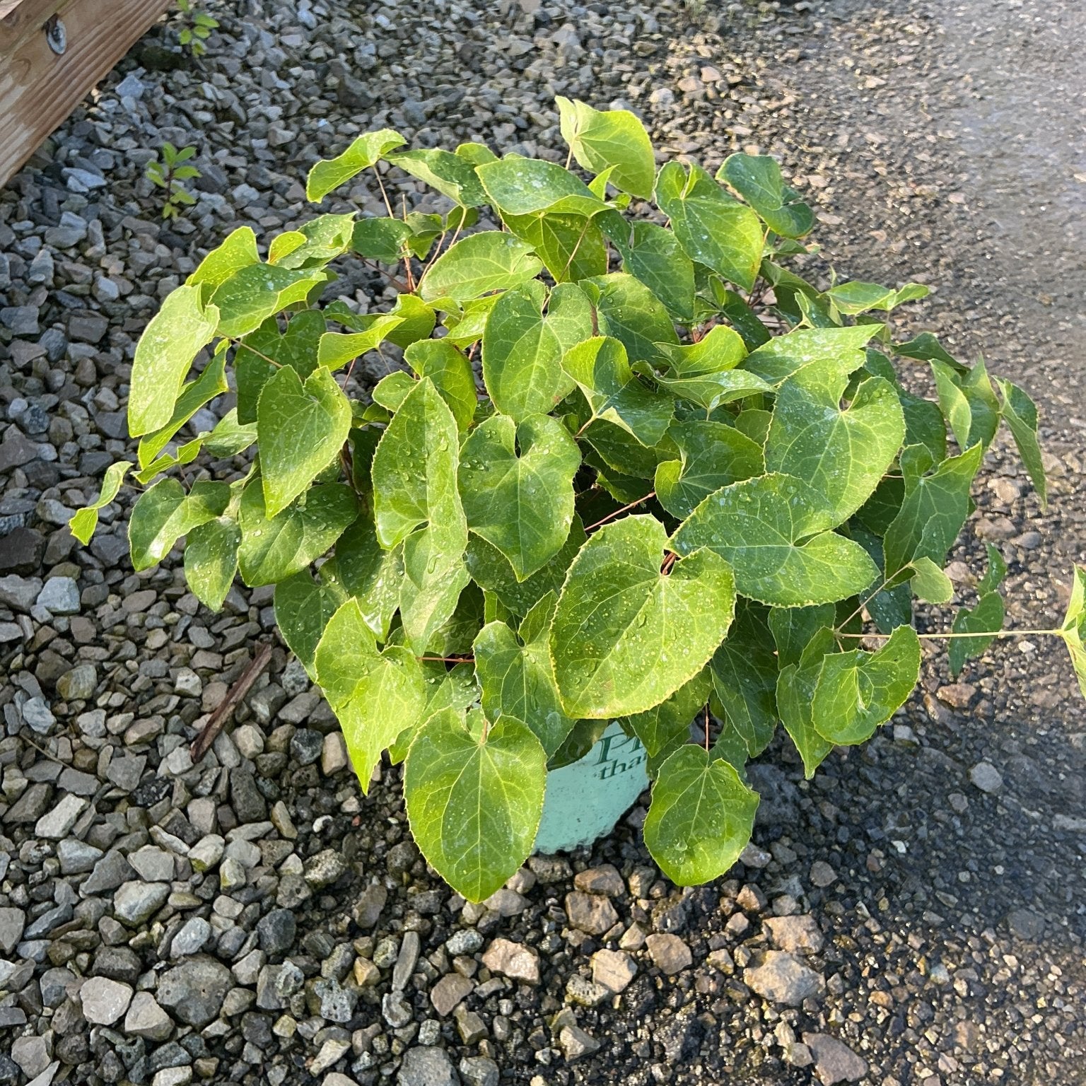 Frohnleiten Barrenwort in a #1 container displays dense, heart-shaped green foliage at a nursery.