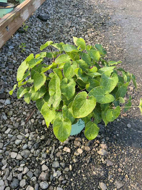 Frohnleiten Barrenwort in a #1 container displays dense, heart-shaped green foliage at a nursery.