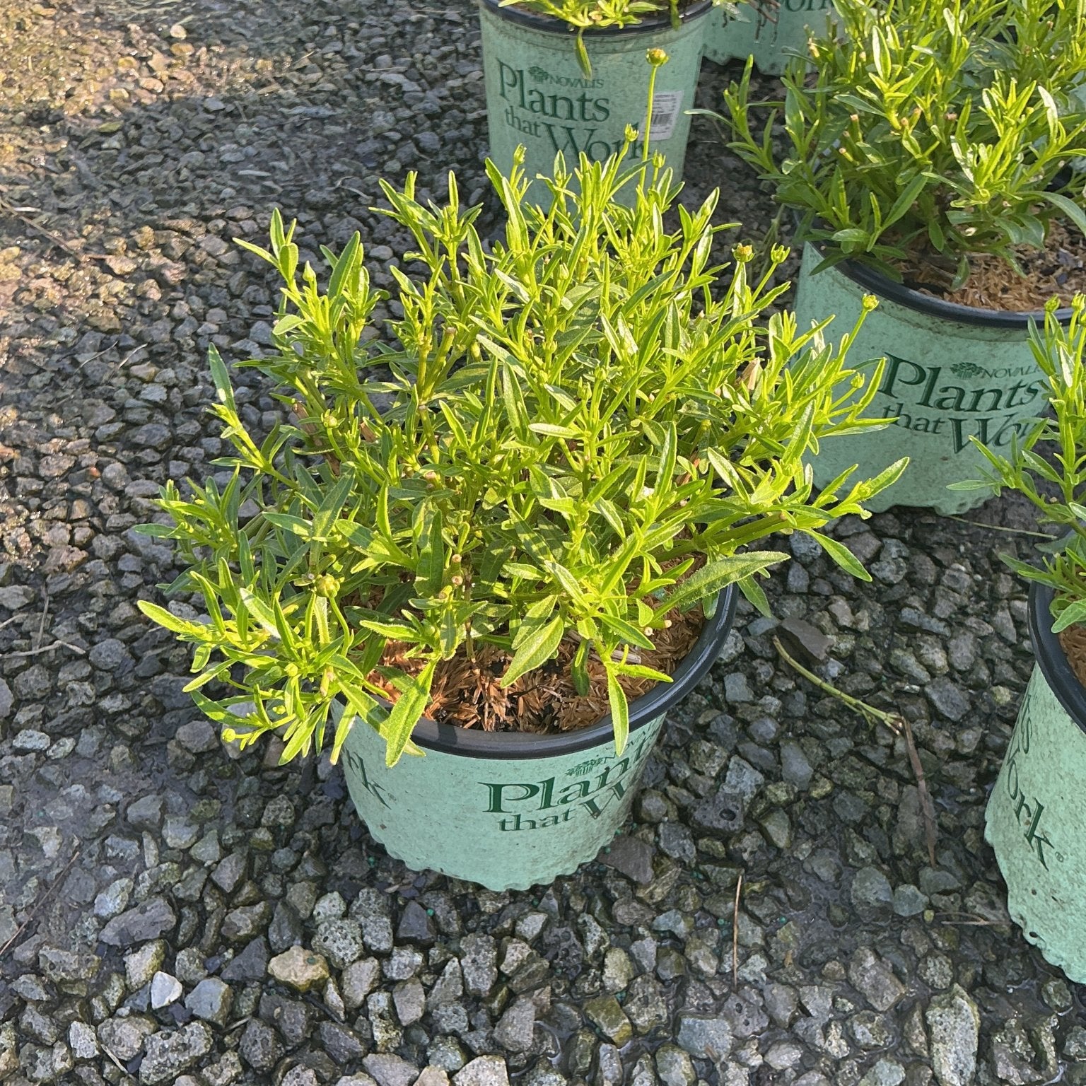 Li'l Bang Goldilocks Coreopsis in a #1 nursery container showing bright green foliage and developing buds.