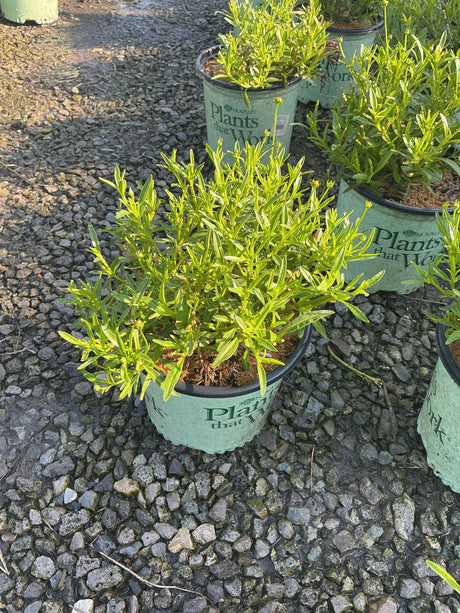 Li'l Bang Goldilocks Coreopsis in a #1 nursery container showing bright green foliage and developing buds.