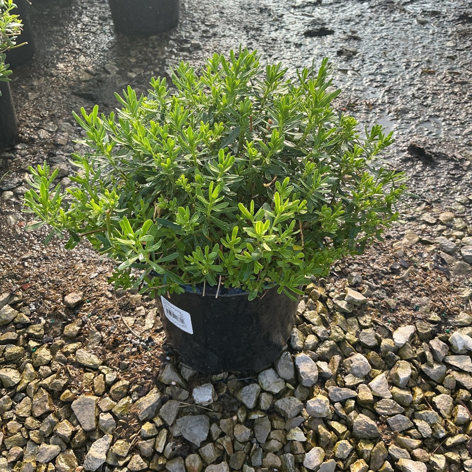 Alexander's White Candytuft shrub in a #1 black nursery container, showing dense mounded green foliage at a garden center.