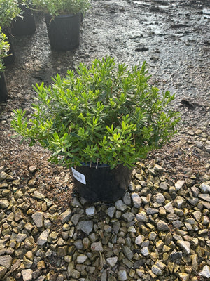 Alexander's White Candytuft shrub in a #1 black nursery container, showing dense mounded green foliage at a garden center.