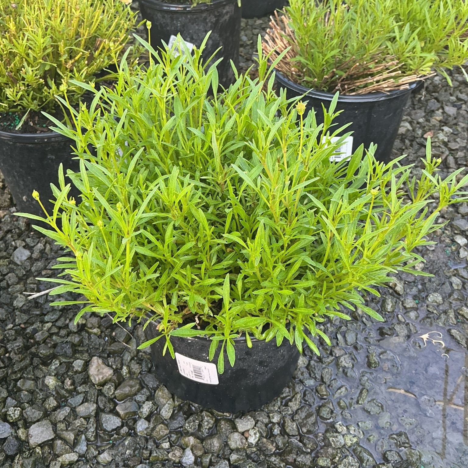Creme Caramel Coreopsis verticillata growing in a #1 black nursery container, showing dense bright green fine-textured foliage.
