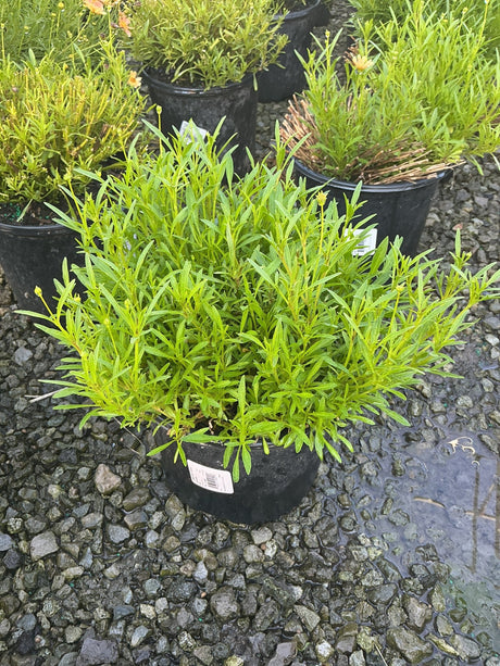 Creme Caramel Coreopsis verticillata growing in a #1 black nursery container, showing dense bright green fine-textured foliage.