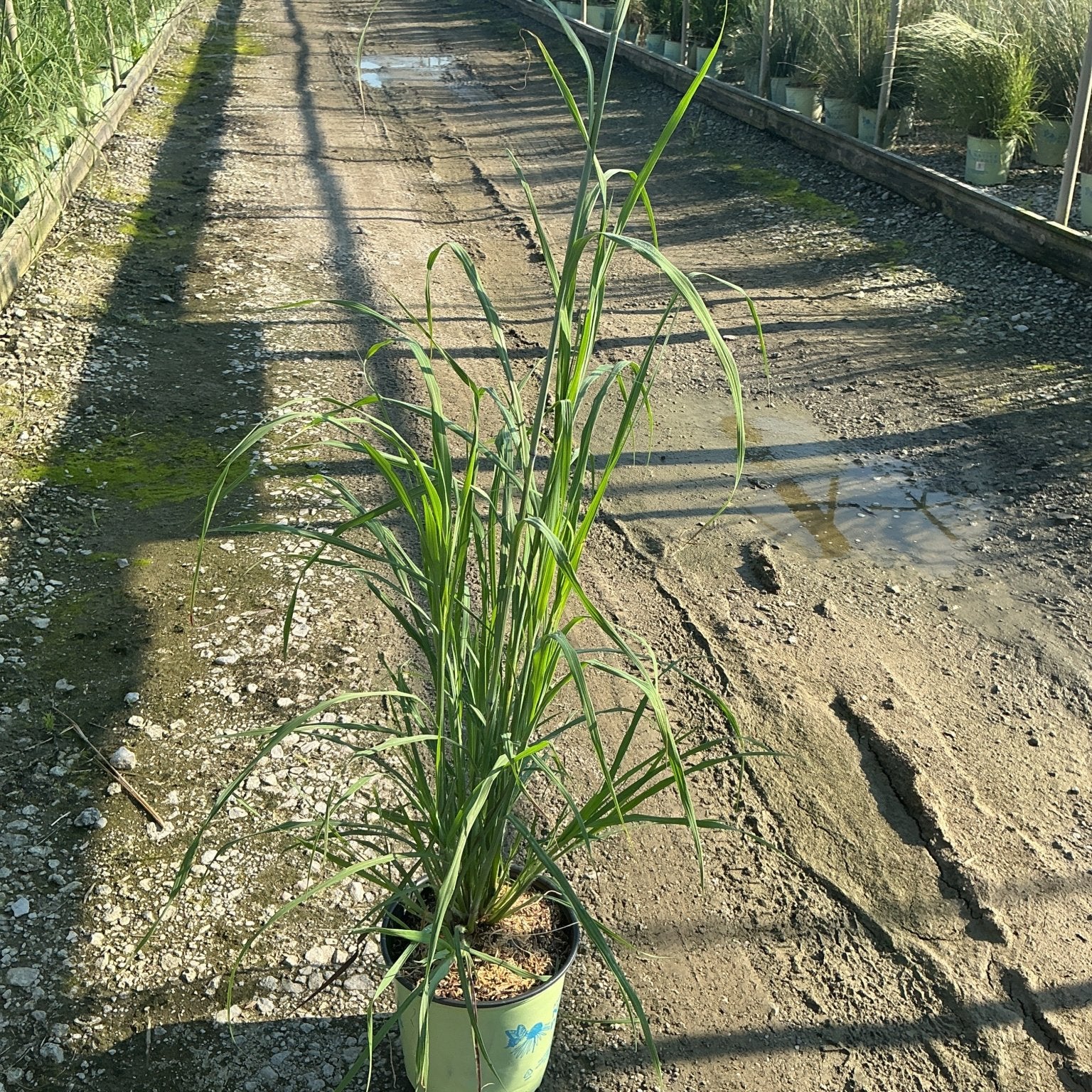 Big Bluestem Grass in a #2 container displaying tall arching green foliage at a nursery growing facility.