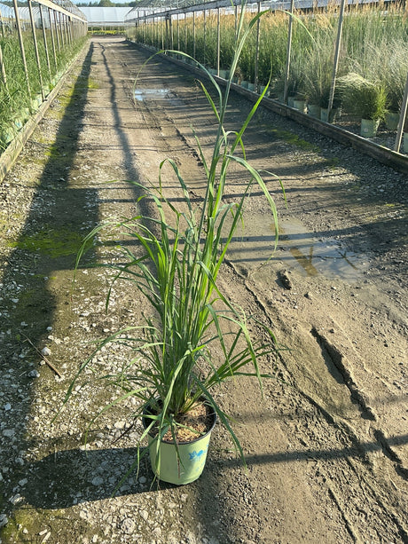 Big Bluestem Grass in a #2 container displaying tall arching green foliage at a nursery growing facility.