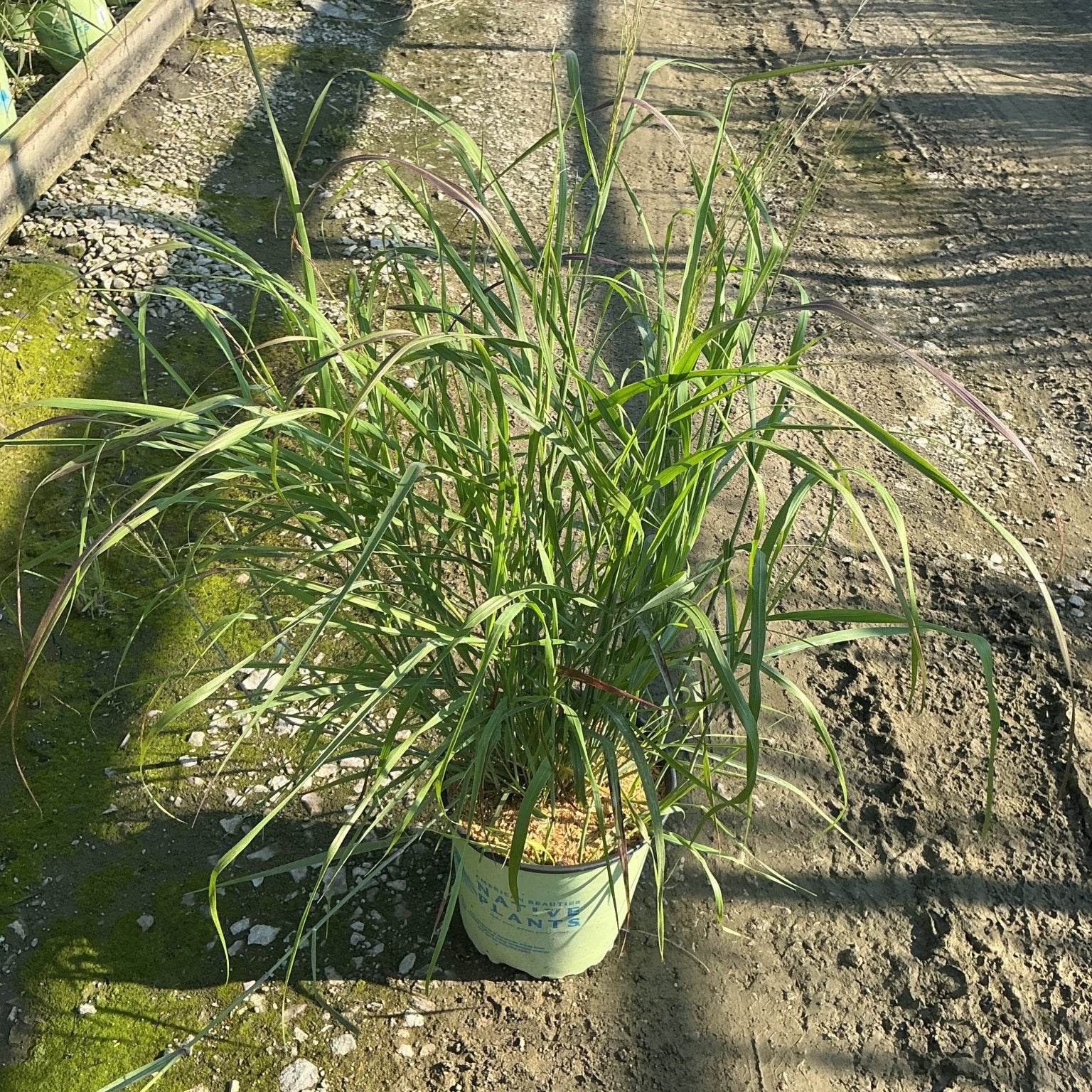 Shenandoah Switch Grass in a #2 container showing arching green foliage at a nursery.