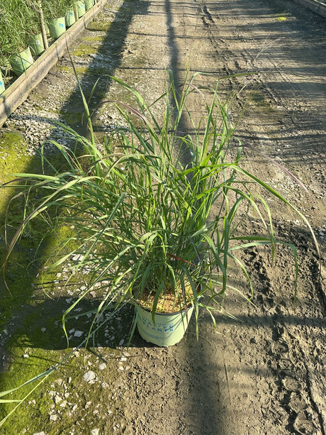 Shenandoah Switch Grass in a #2 container showing arching green foliage at a nursery.