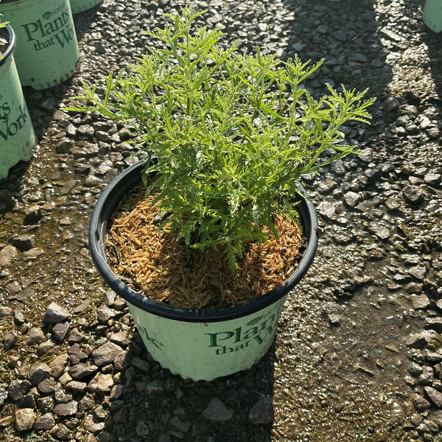 Blue Jean Baby Russian Sage in a #1 container showing finely textured, feathery green foliage at a nursery.