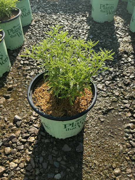 Blue Jean Baby Russian Sage in a #1 container showing finely textured, feathery green foliage at a nursery.