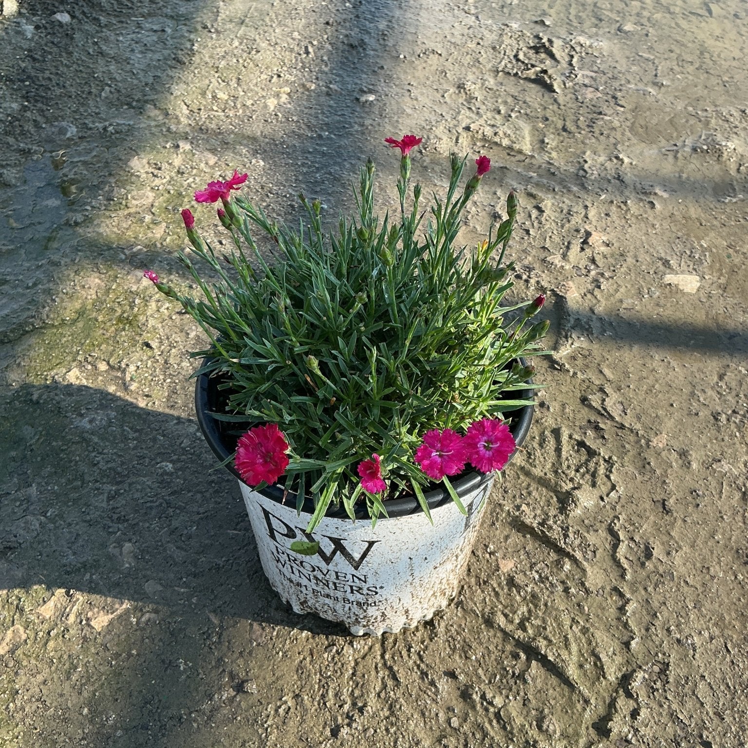 Paint the Town Red Dianthus in a Proven Winners #1 container with bright magenta blooms and narrow green foliage.