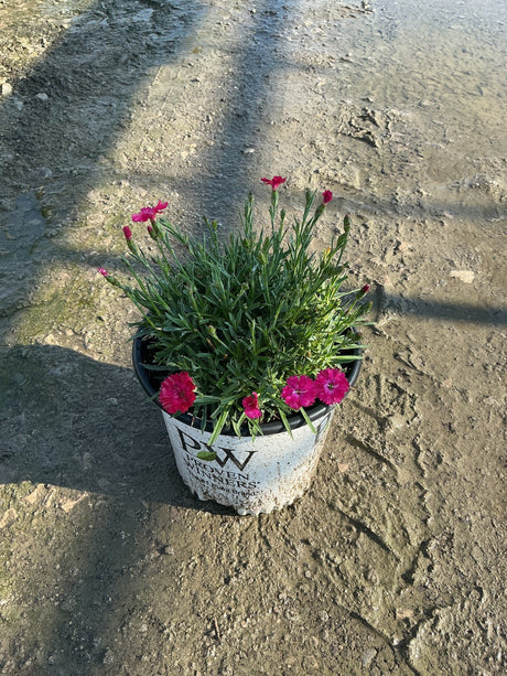 Paint the Town Red Dianthus in a Proven Winners #1 container with bright magenta blooms and narrow green foliage.