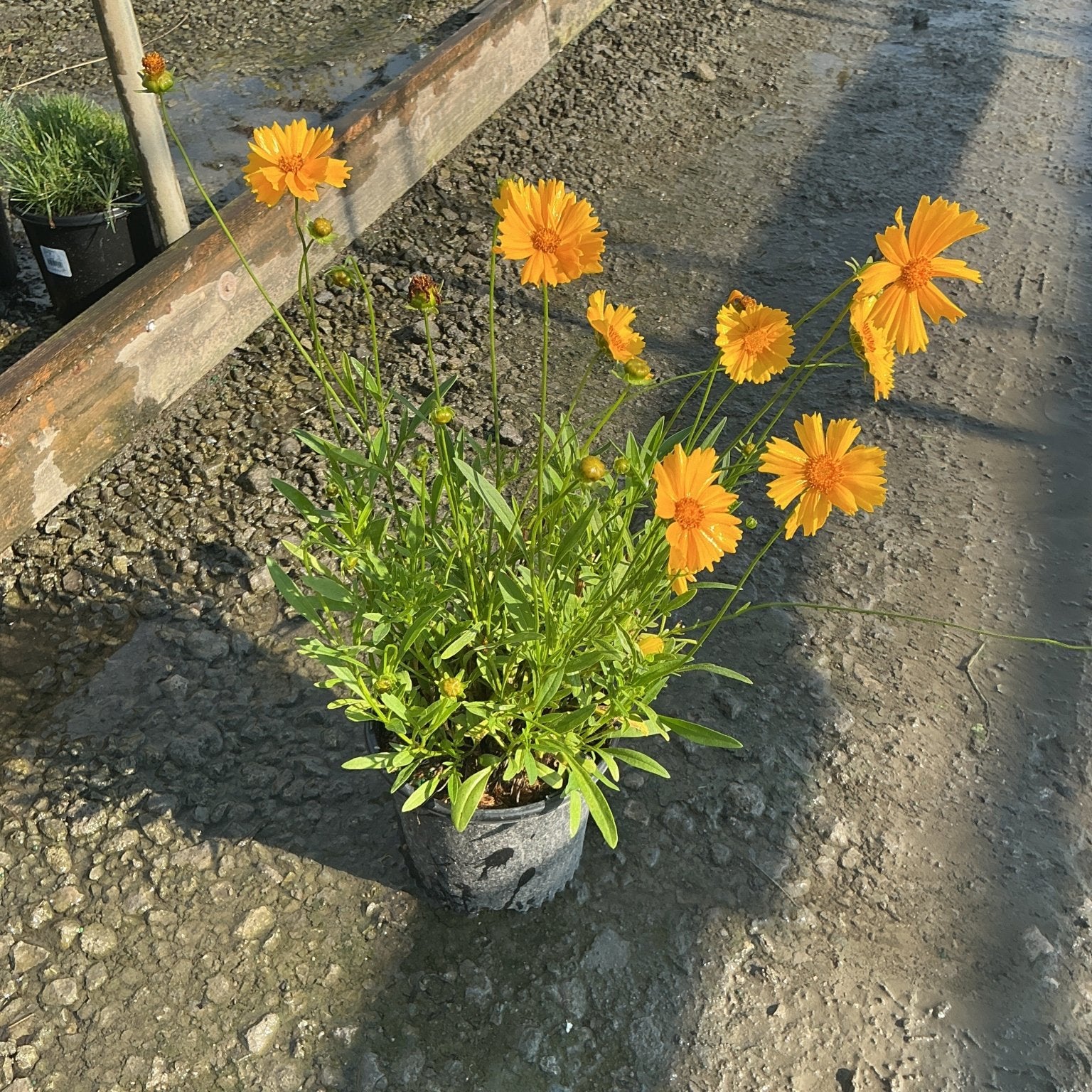 Baby Sun Coreopsis in a #1 container displaying bright orange blooms on slender stems at a nursery.