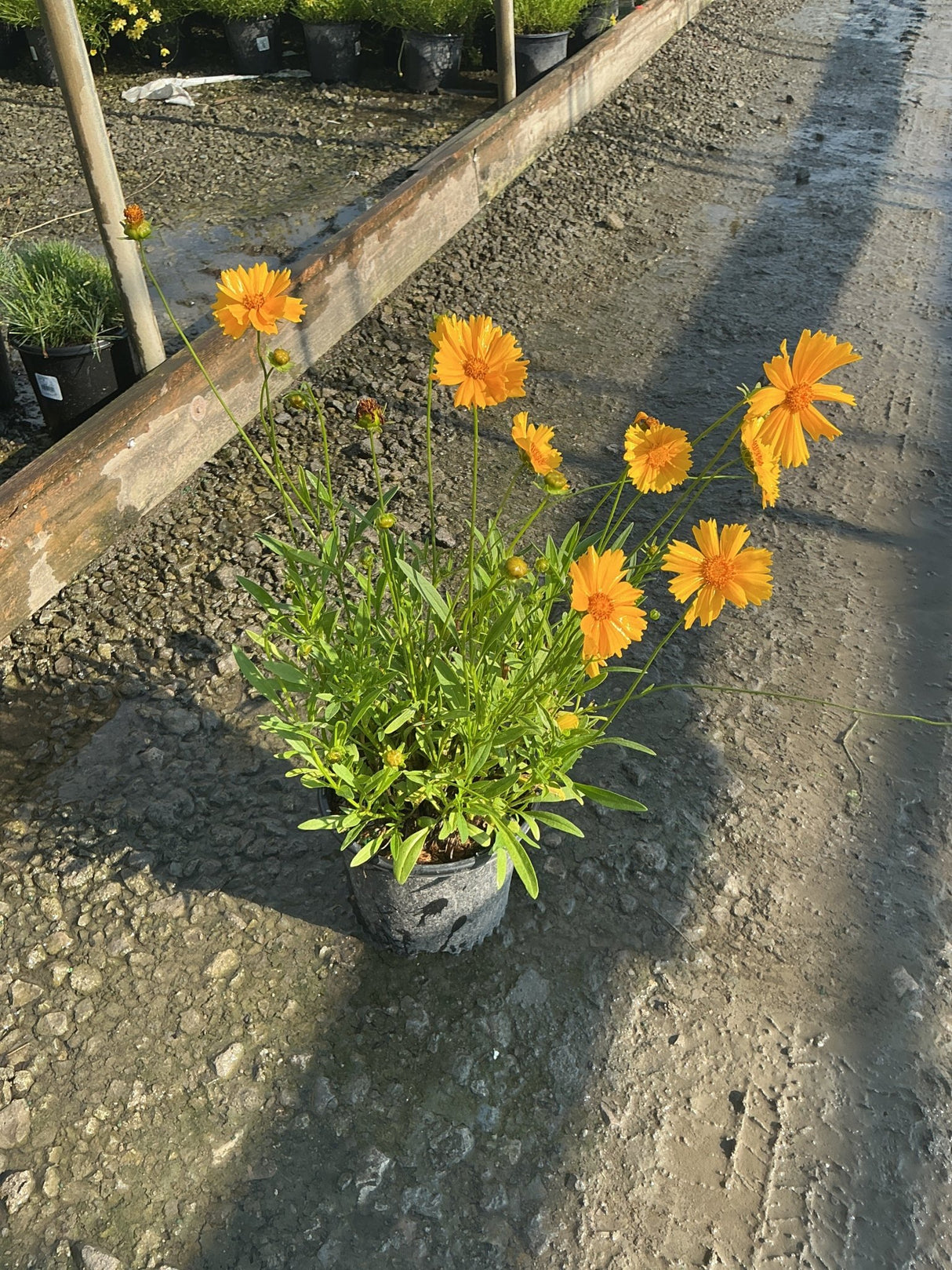 Baby Sun Coreopsis in a #1 container displaying bright orange blooms on slender stems at a nursery.